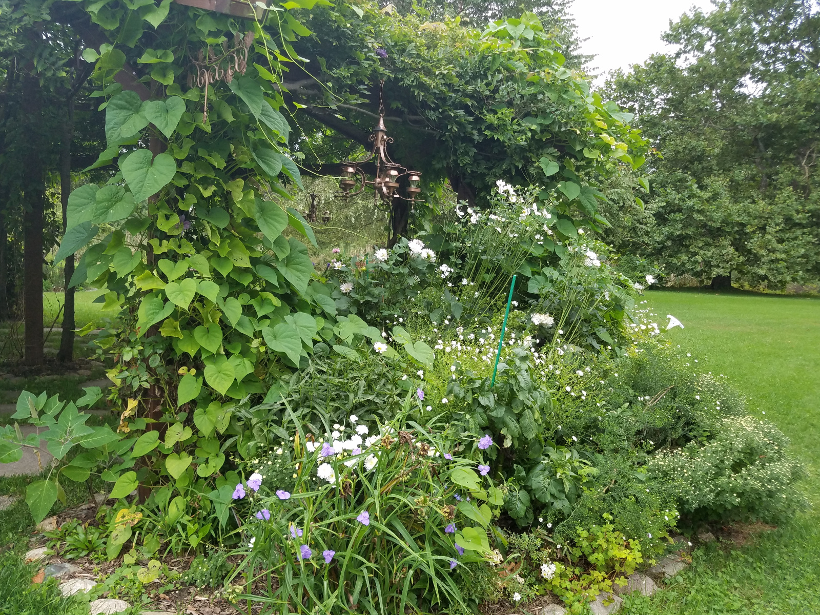 Spiderwort, Roses, Dahlia, Anemone and Miniature Daisy in bloom; I love how the Moonflower vines loosely sweep down and add an extra element of intrigue
